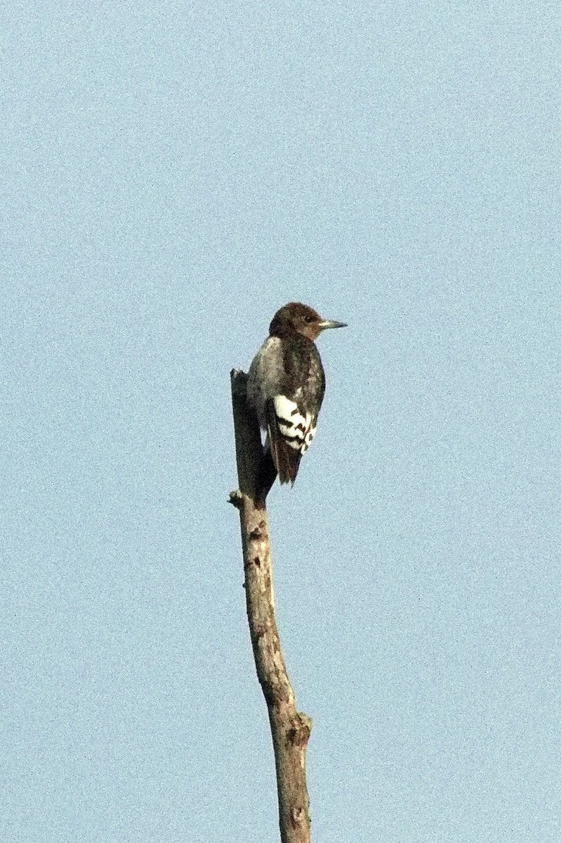 Red-headed Woodpecker - ML493802011