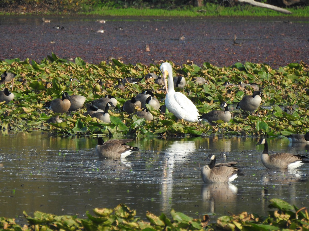 American White Pelican - ML493802811