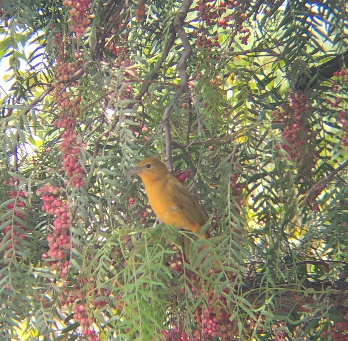 Summer Tanager - Julio Pallares León