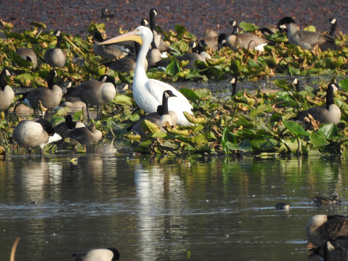 American White Pelican - ML493803281