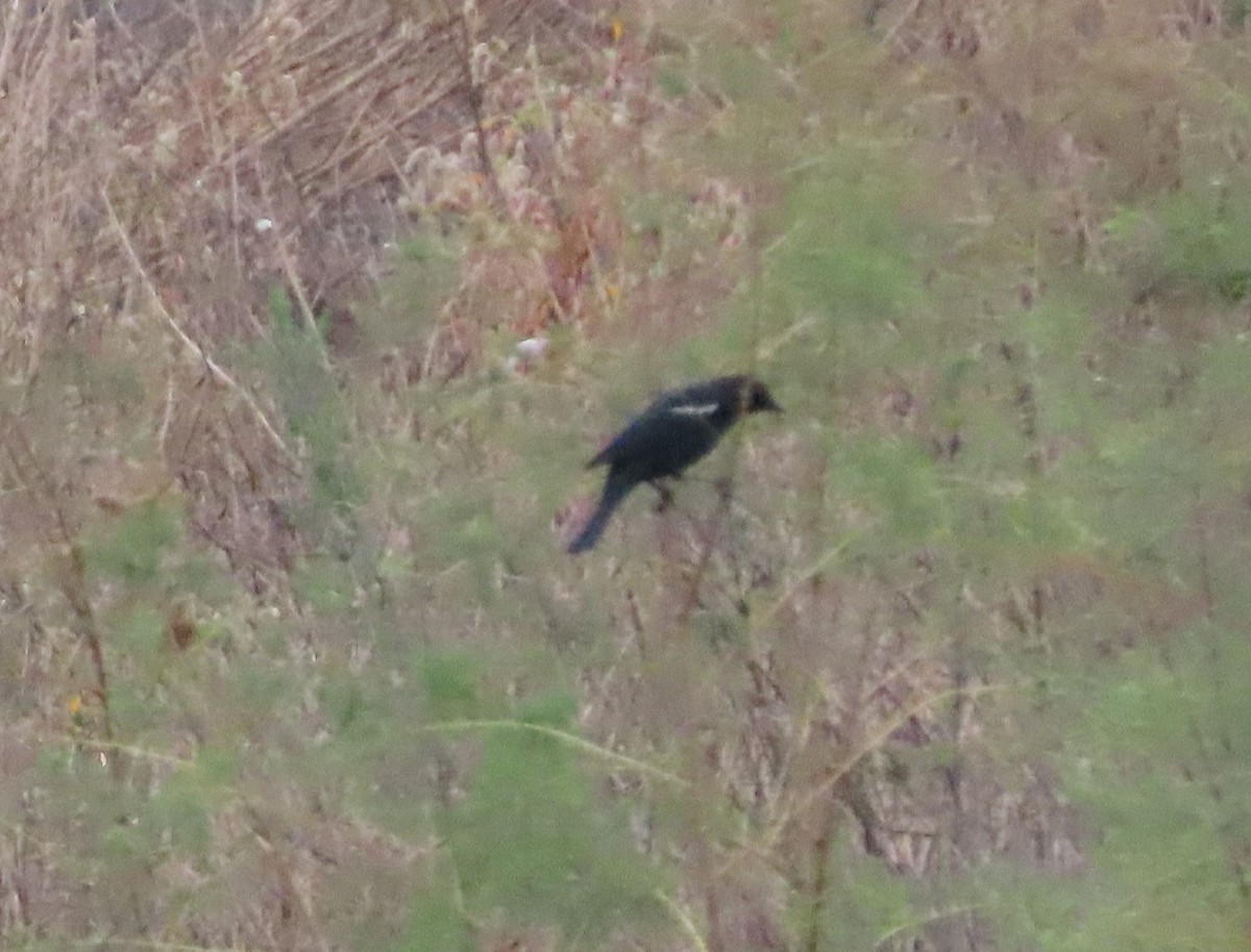 Tricolored Blackbird - Shirley Reynolds