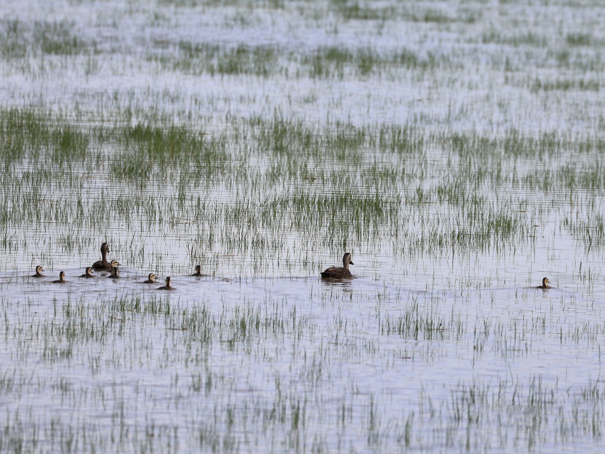 Pacific Black Duck - ML493803701