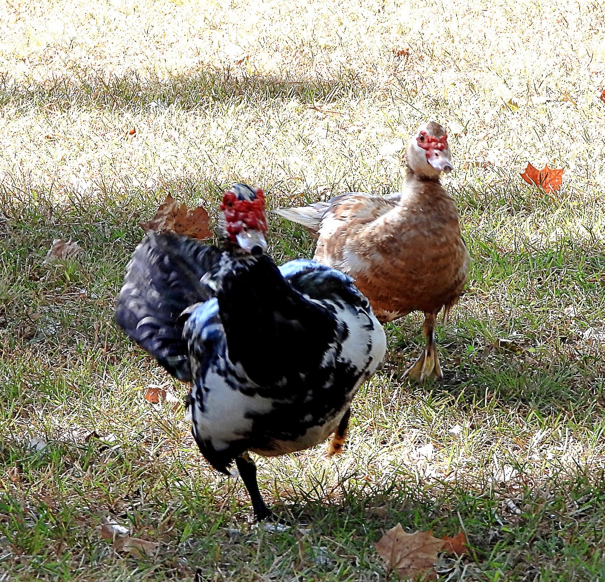 Muscovy Duck (Domestic type) - ML493804861