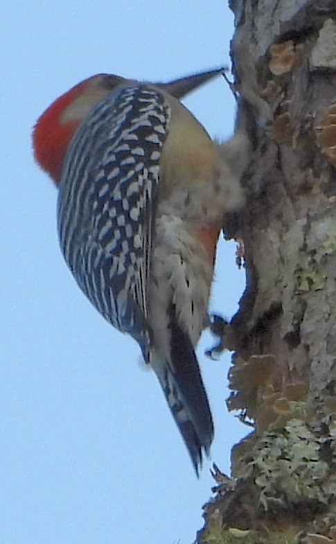 Red-bellied Woodpecker - ML493805671