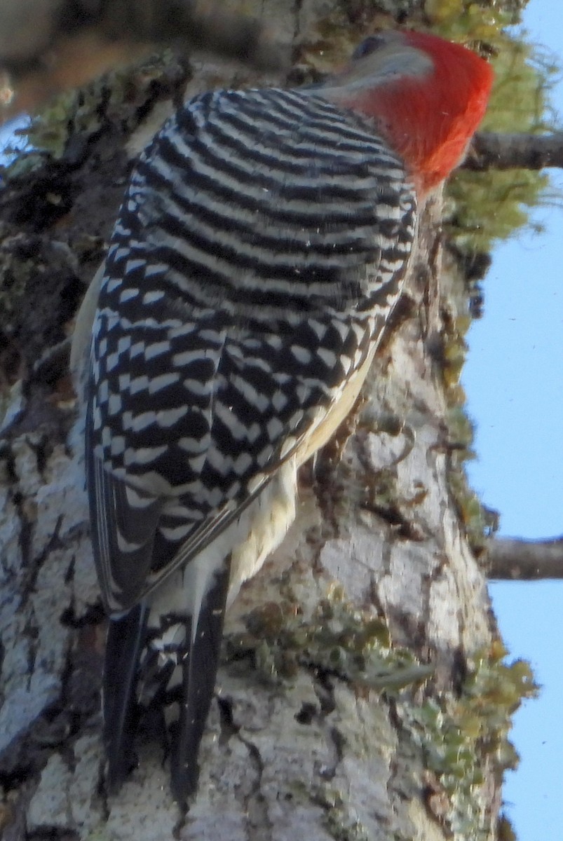 Red-bellied Woodpecker - ML493805681