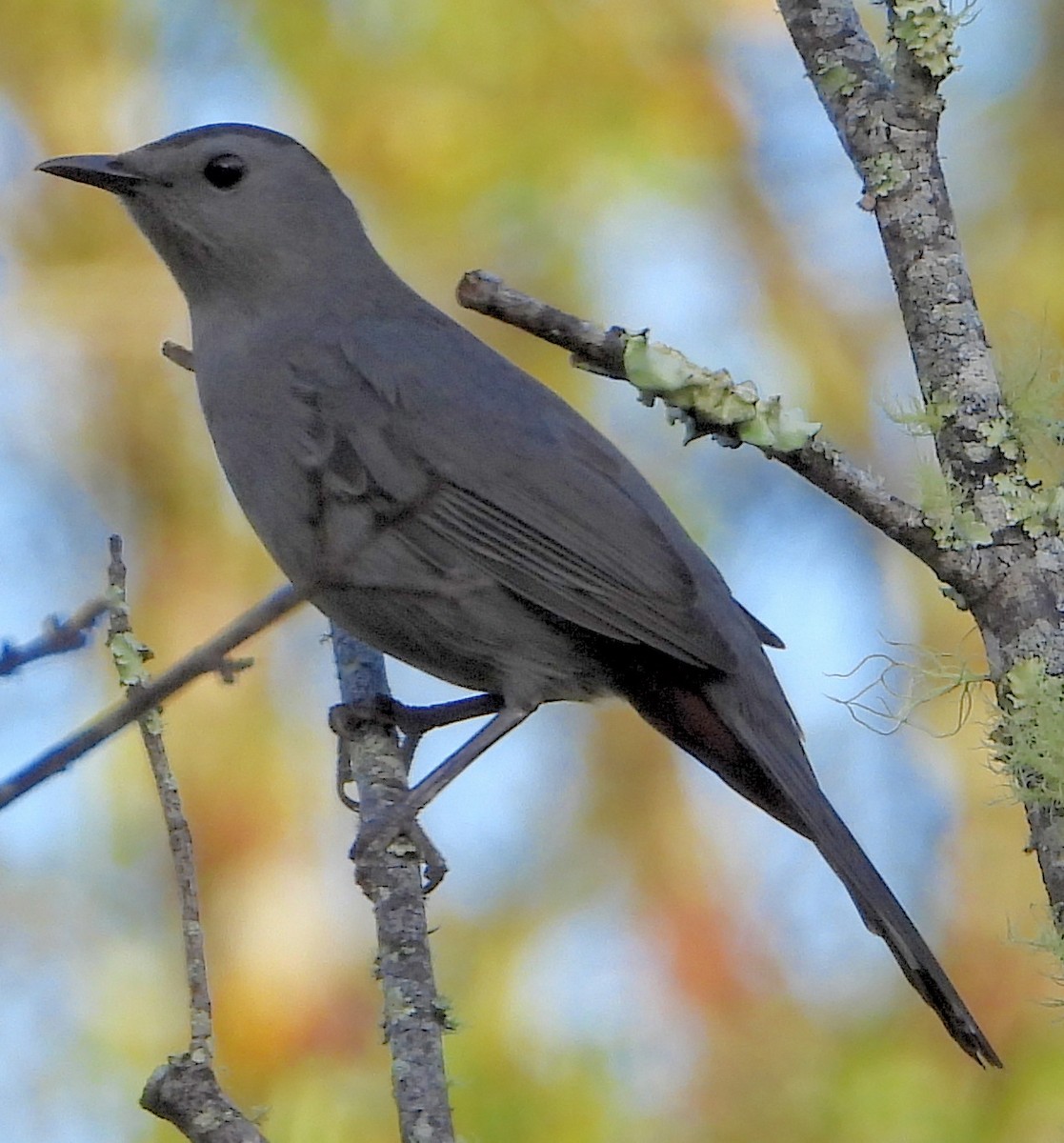 Gray Catbird - ML493806281