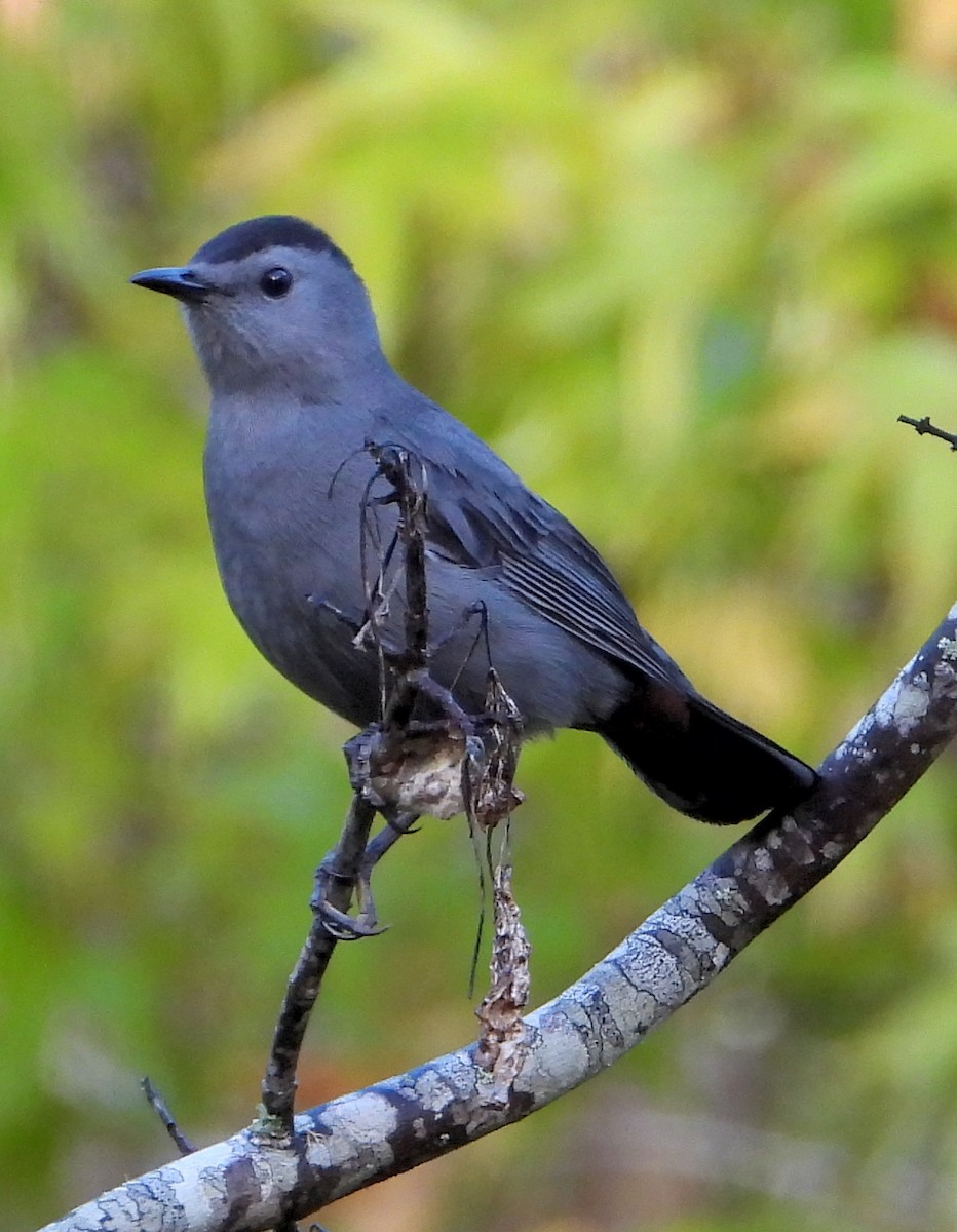 Gray Catbird - ML493806291