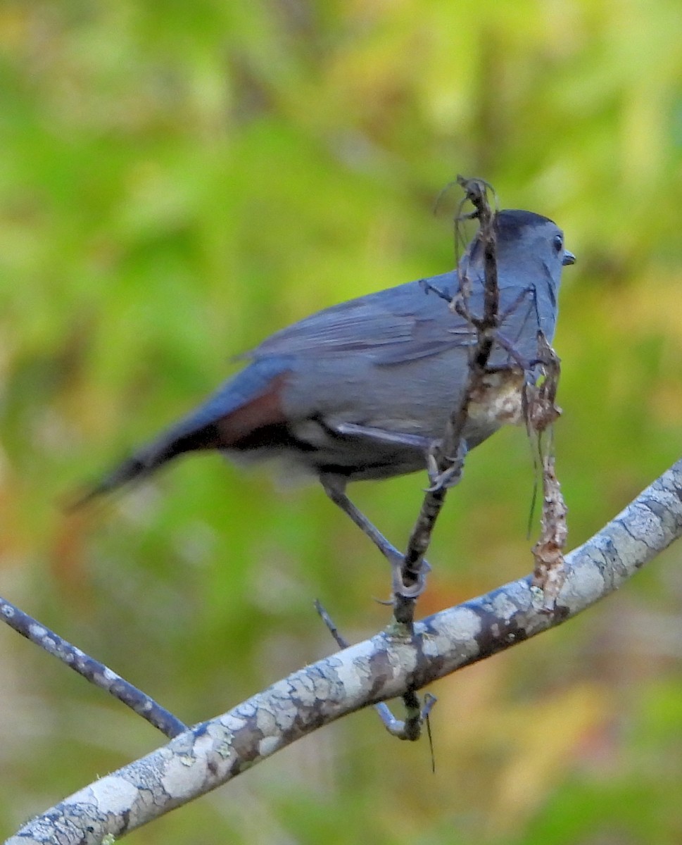 Gray Catbird - ML493806301