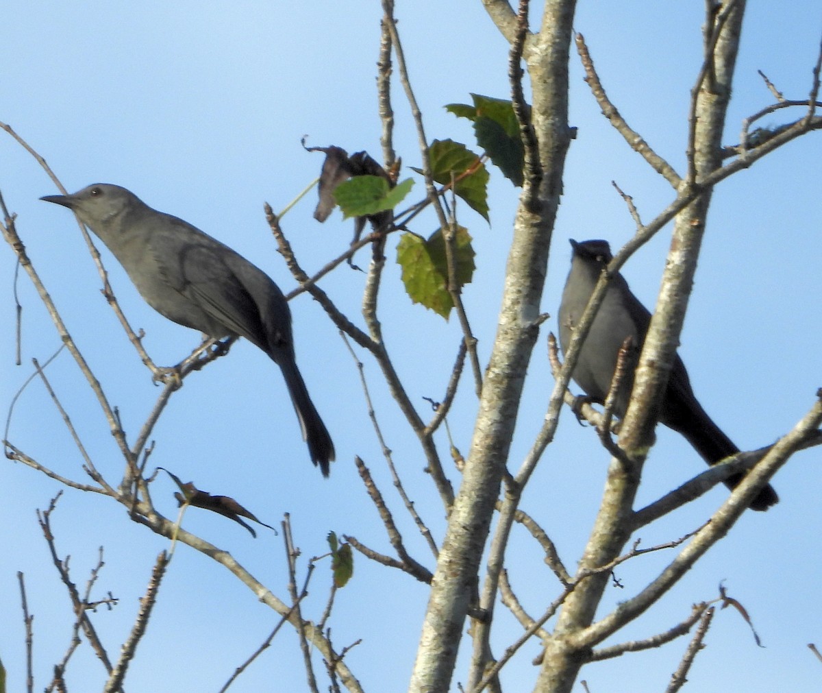 Gray Catbird - ML493806361