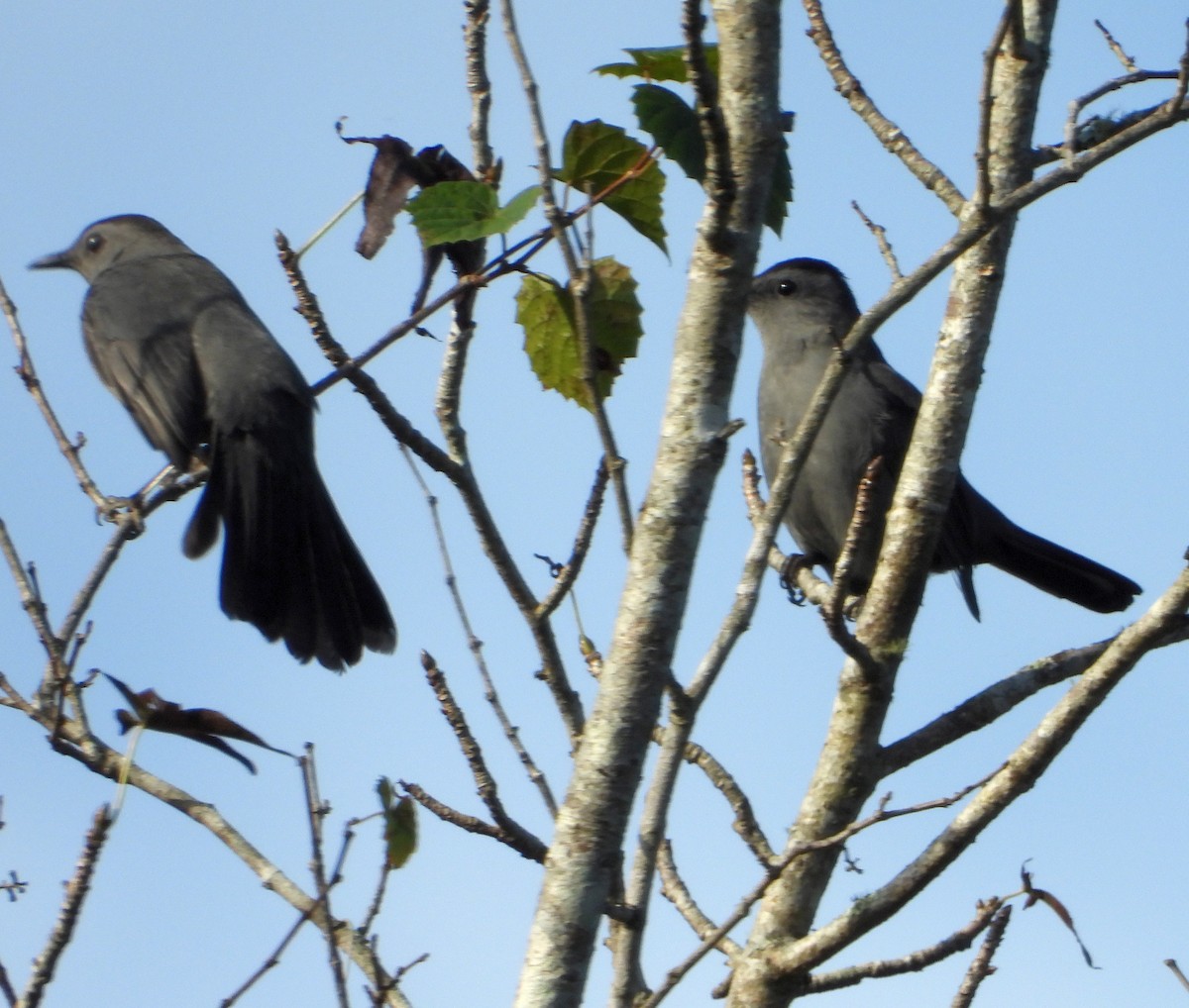 Gray Catbird - ML493806381