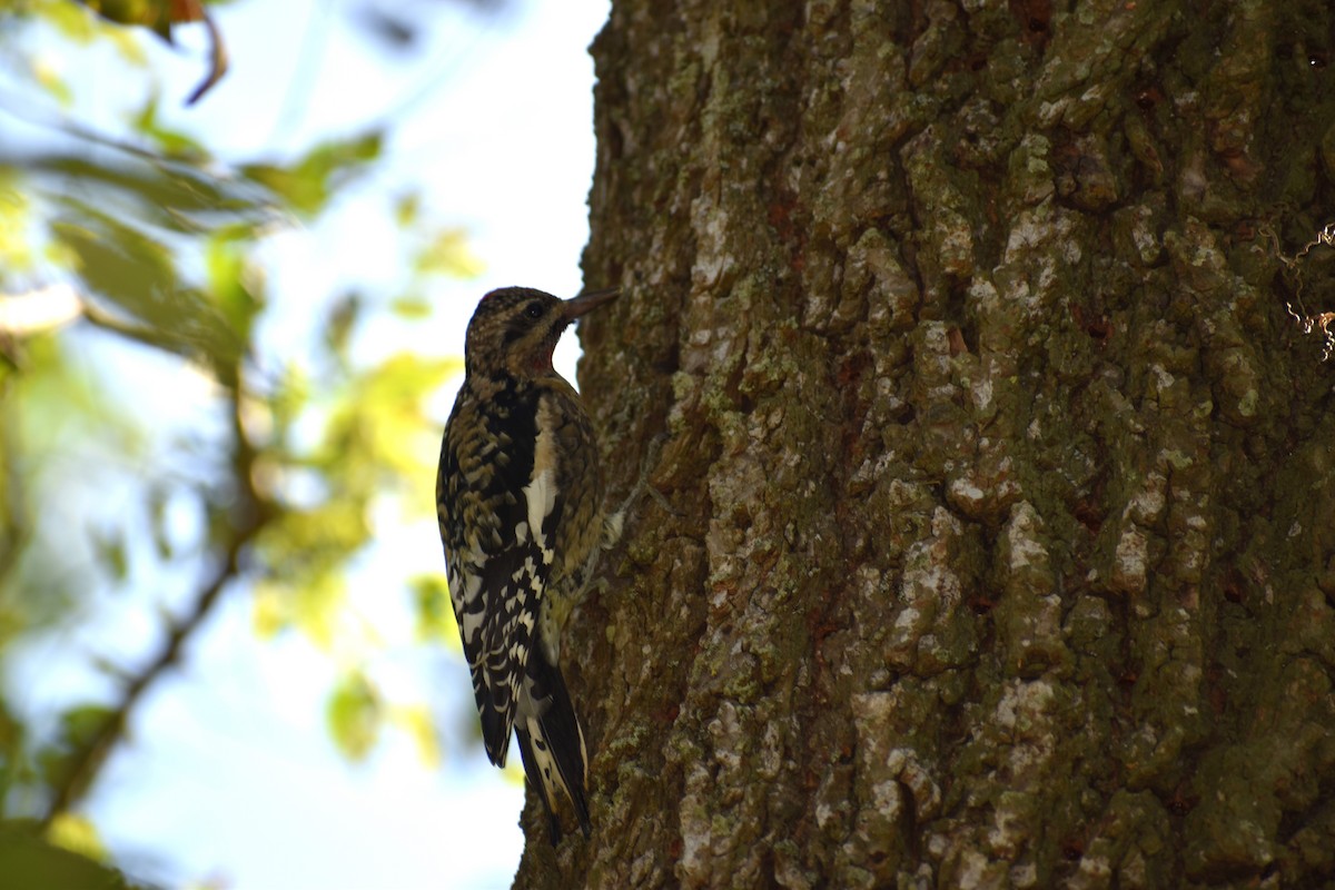 Yellow-bellied Sapsucker - ML493806551