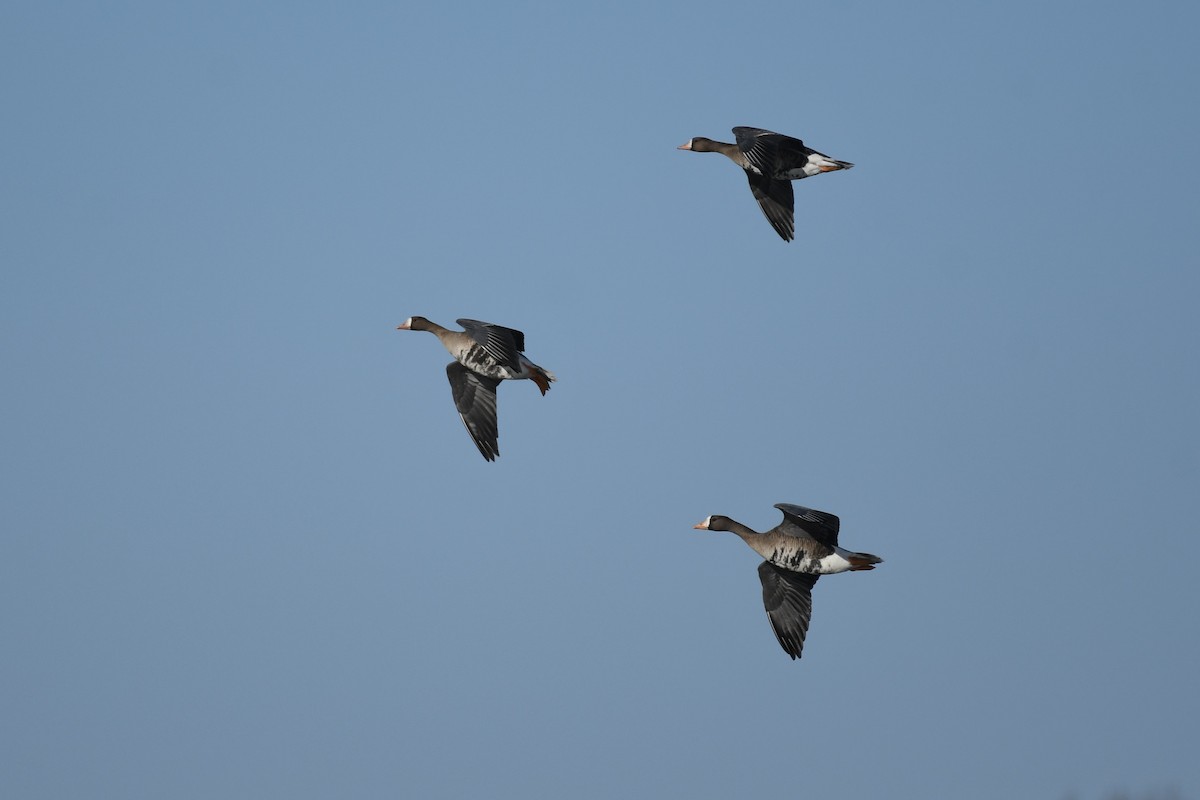Greater White-fronted Goose (Western) - ML493806621