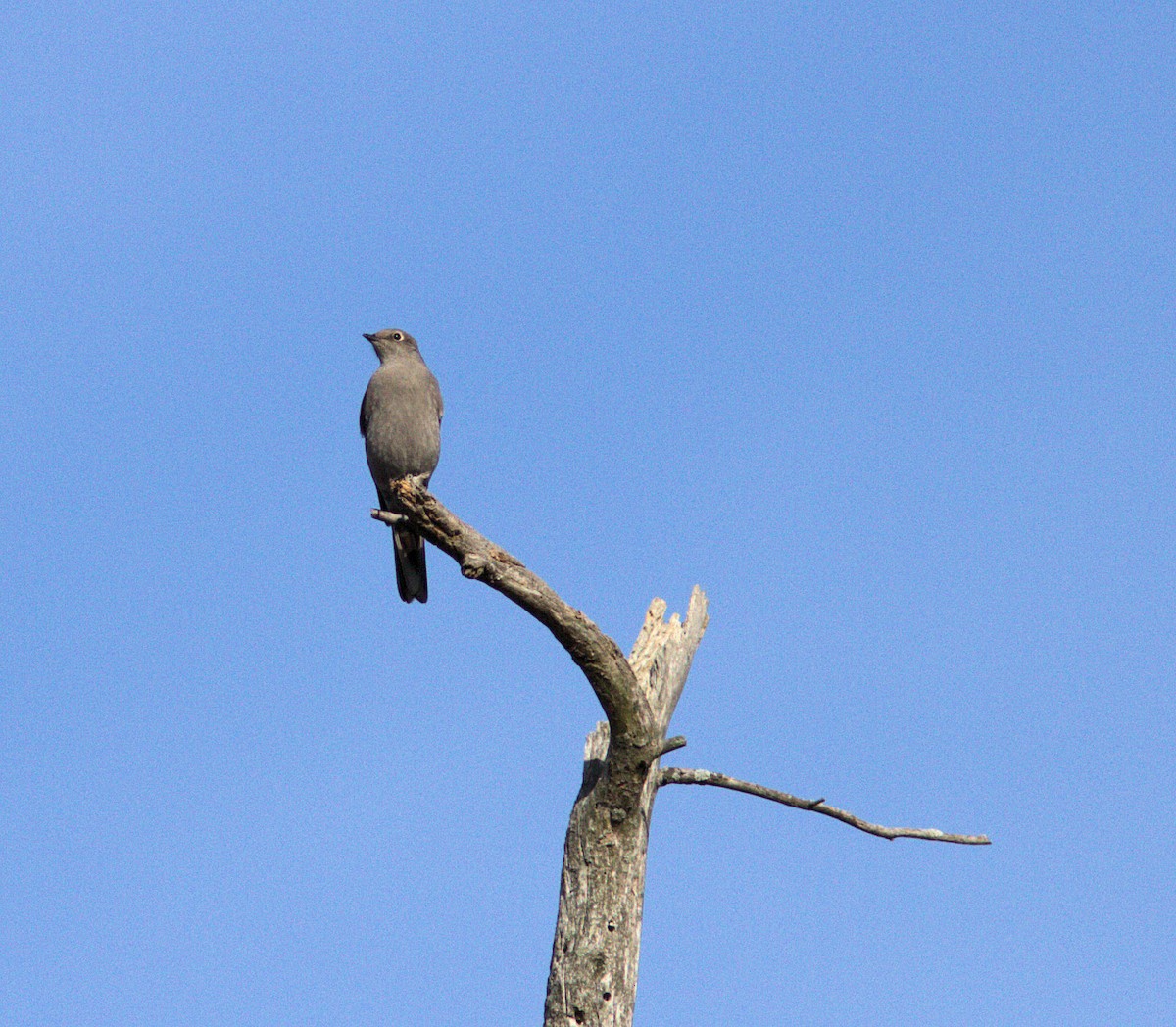 Townsend's Solitaire - ML493806851