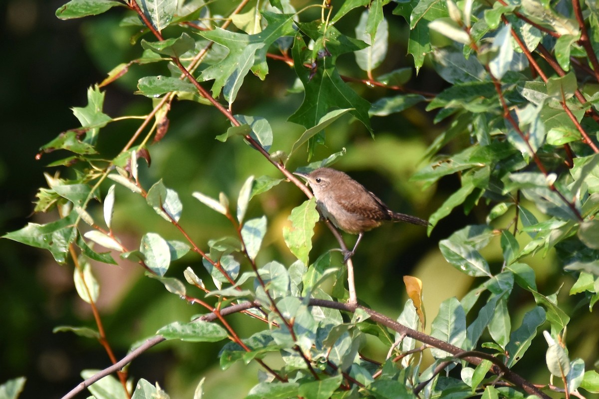 Northern House Wren - ML493806861