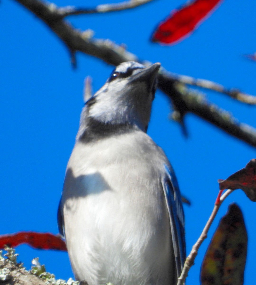 Blue Jay - Jay Huner