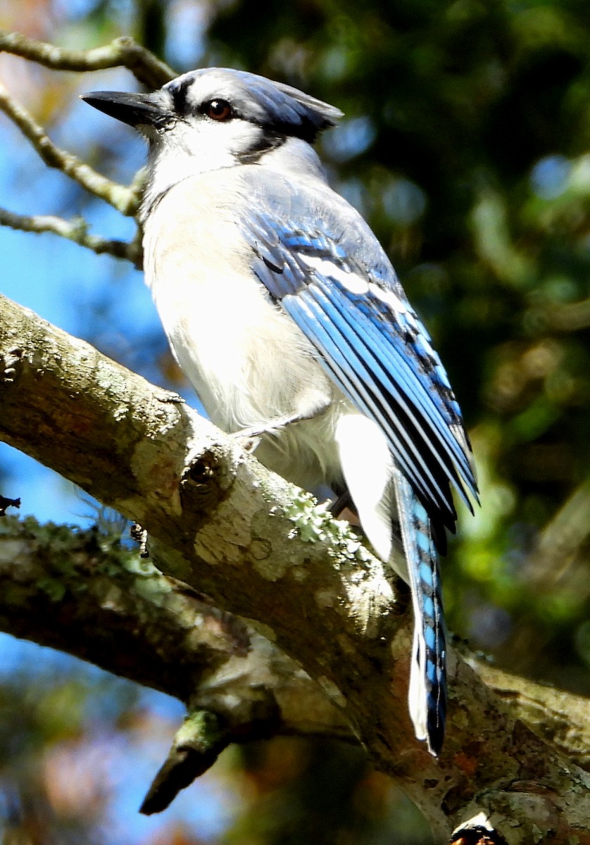 Blue Jay - ML493806951