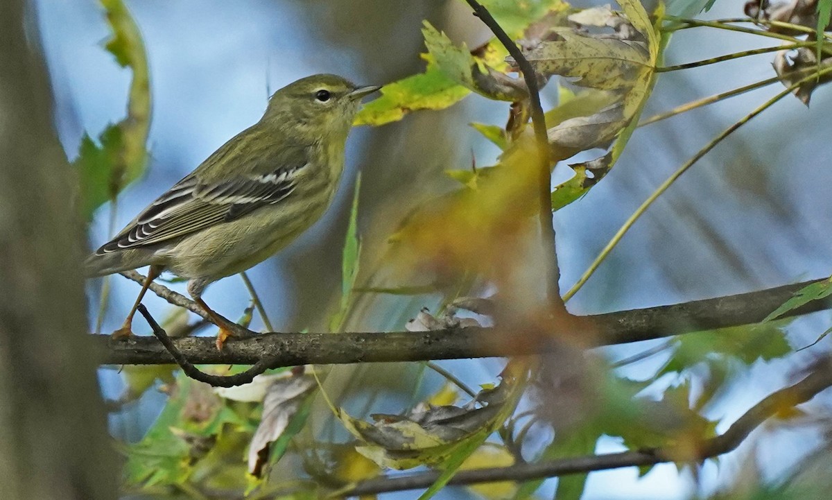 Streifenwaldsänger - ML493808411