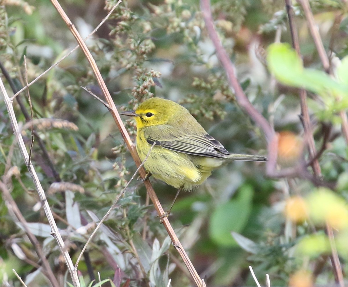 Prairie Warbler - ML493809381