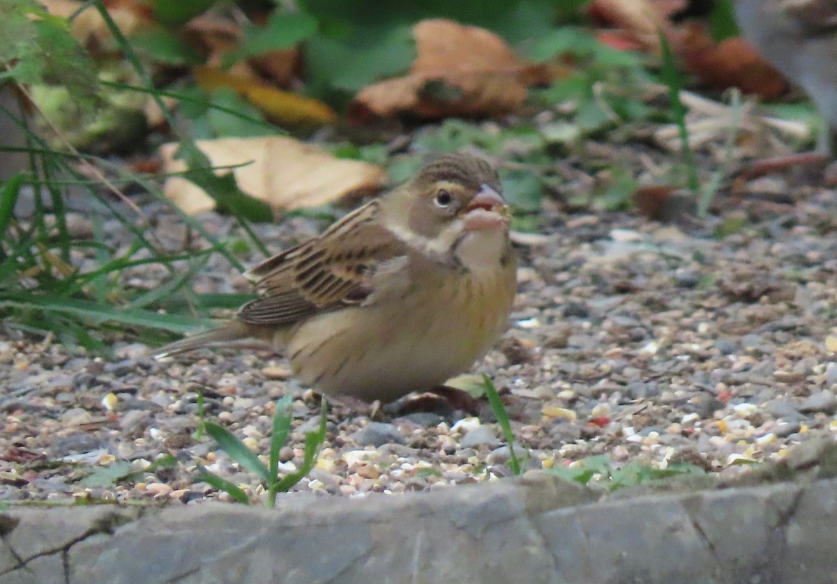 Dickcissel - Georgette Blanchette