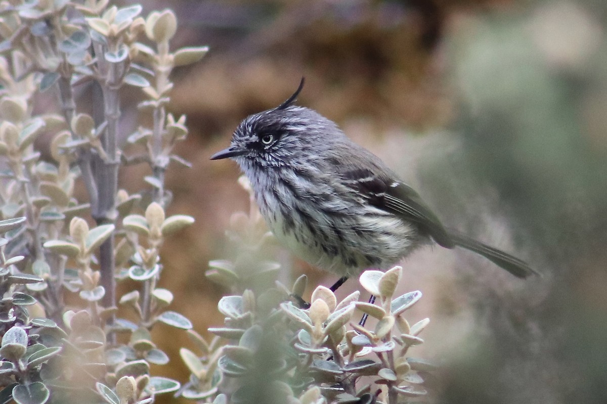 Taurillon mésange - ML493811071