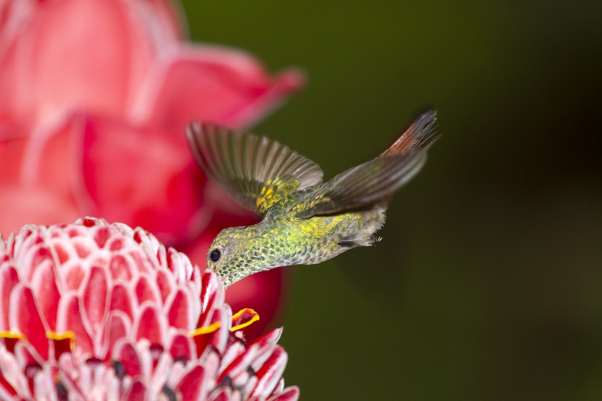 Rufous-tailed Hummingbird - javier  mesa