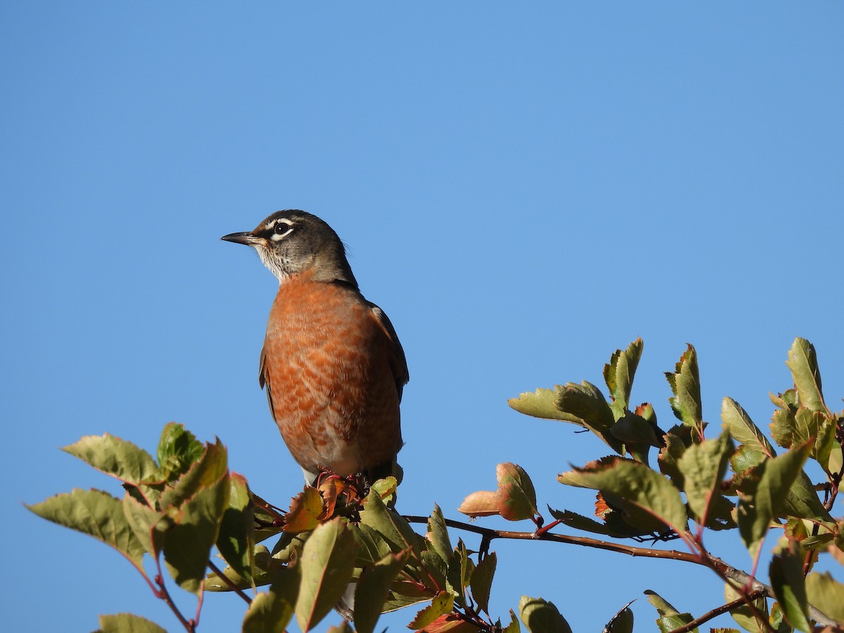 American Robin - ML493815921