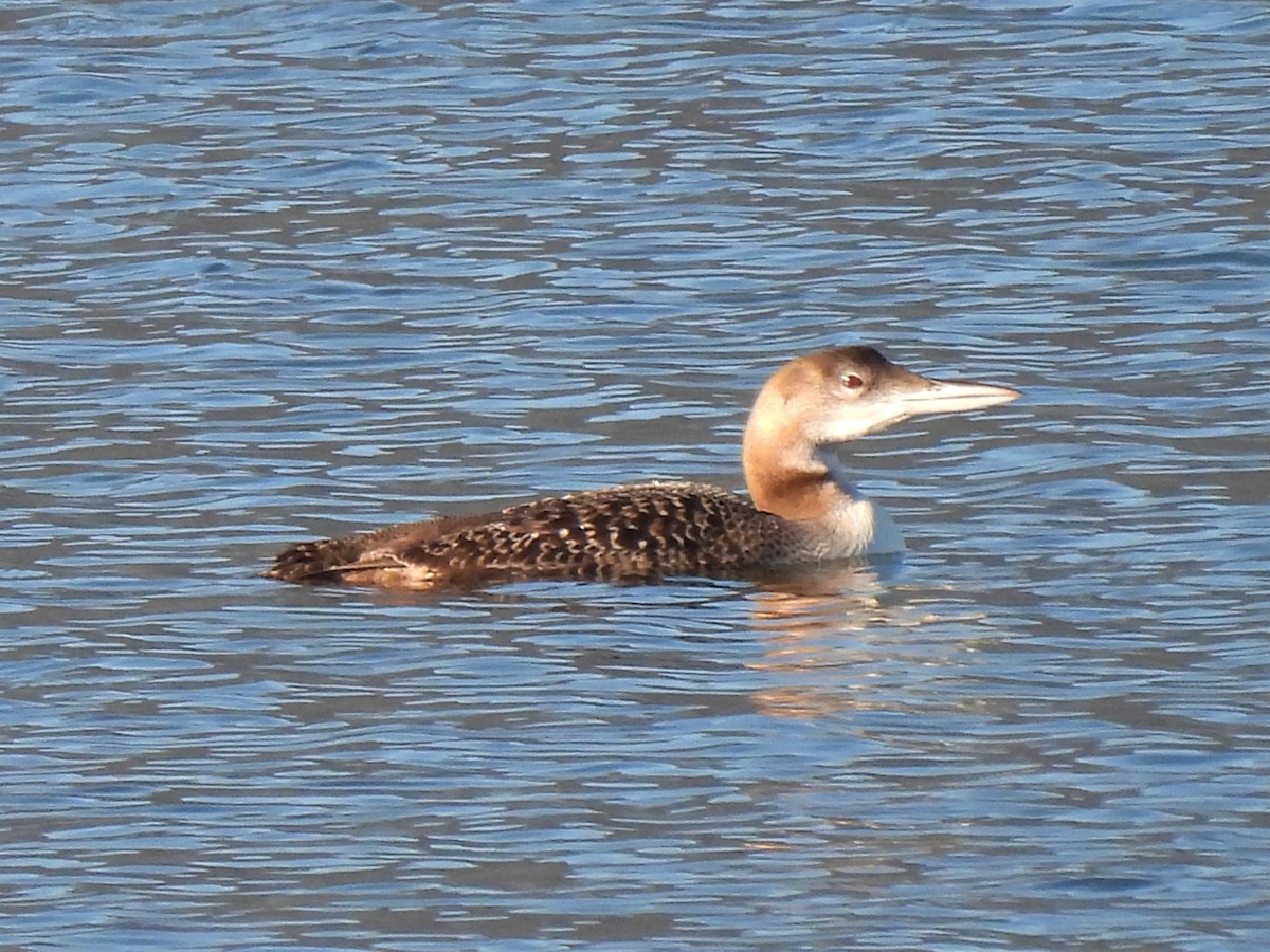 Common Loon - Ron Youngs