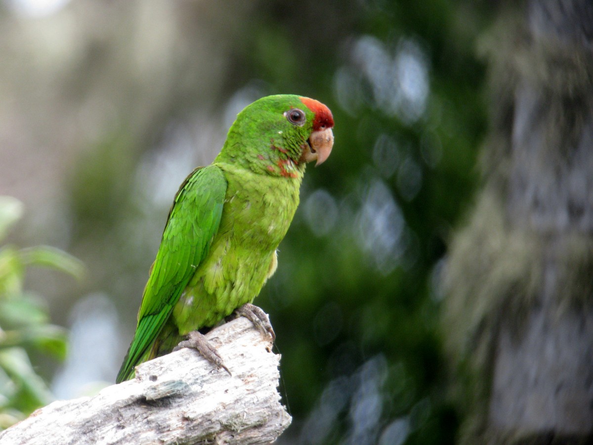 Scarlet-fronted Parakeet - John Drummond