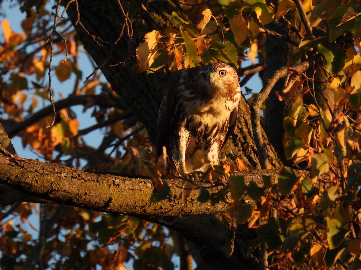 Rotschwanzbussard - ML493817041