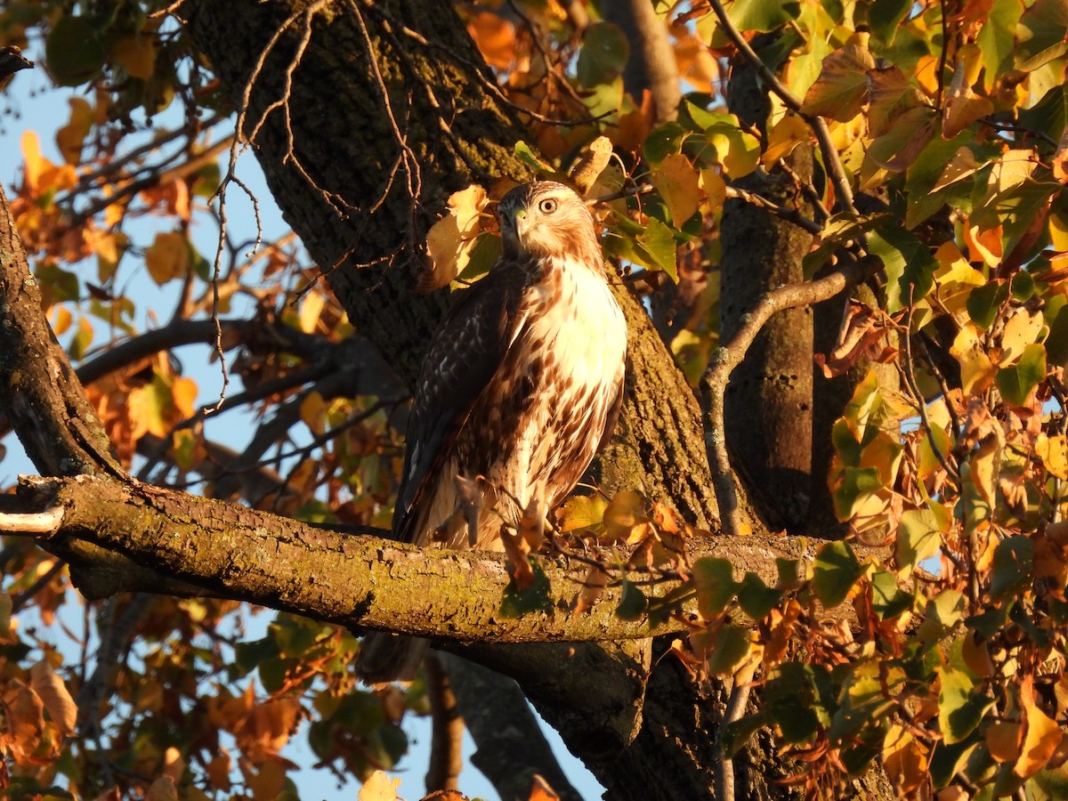 Red-tailed Hawk - ML493817061