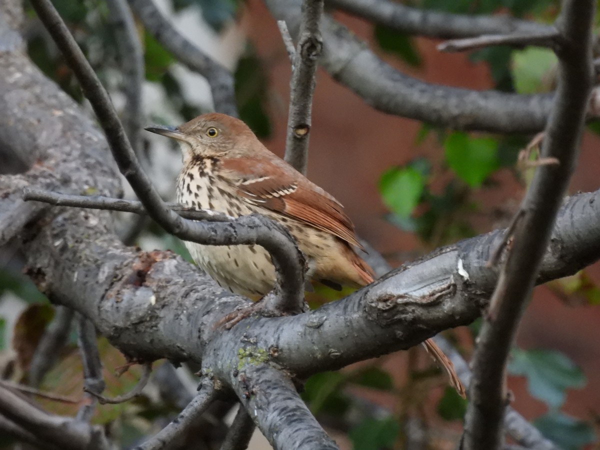 Brown Thrasher - ML493817161