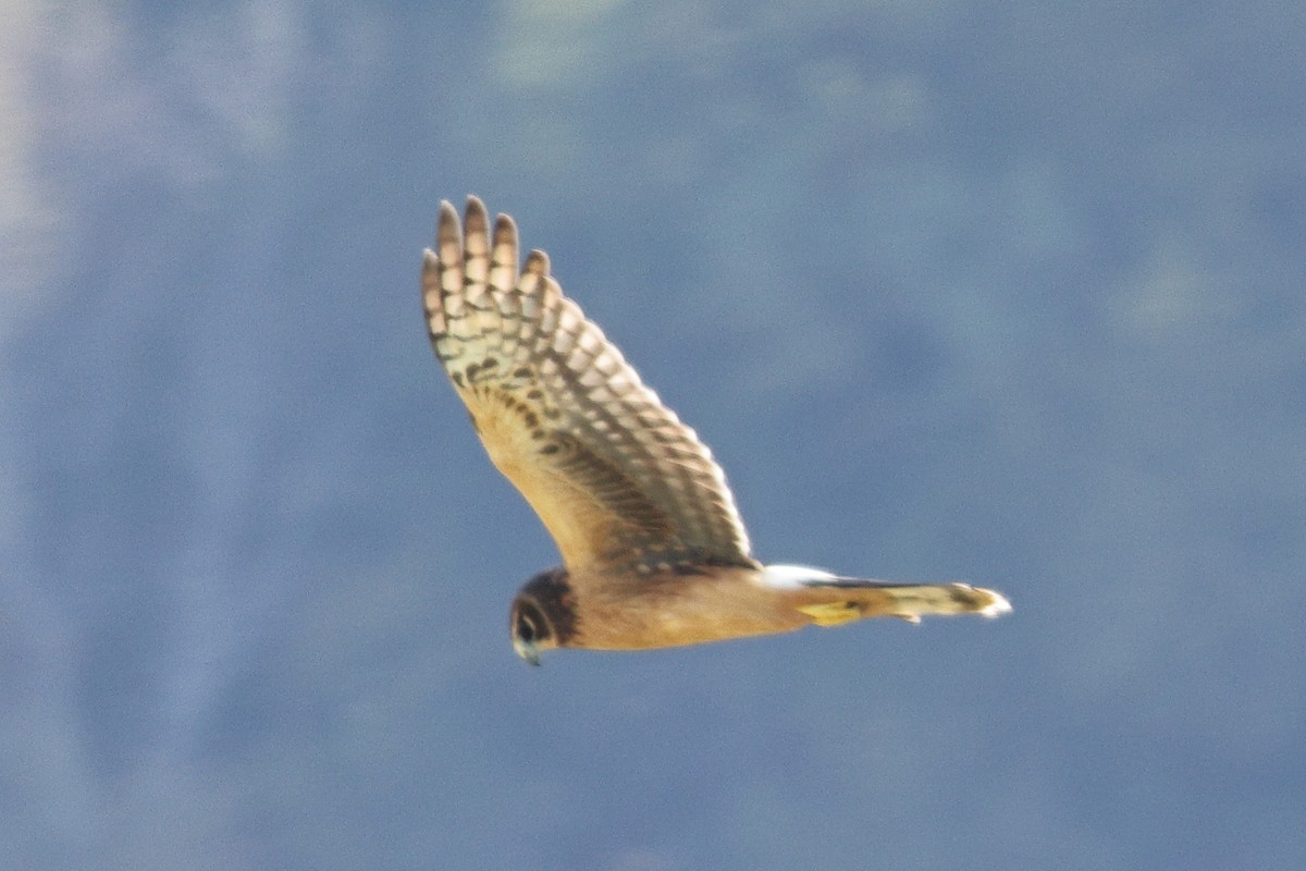 Northern Harrier - ML493817711