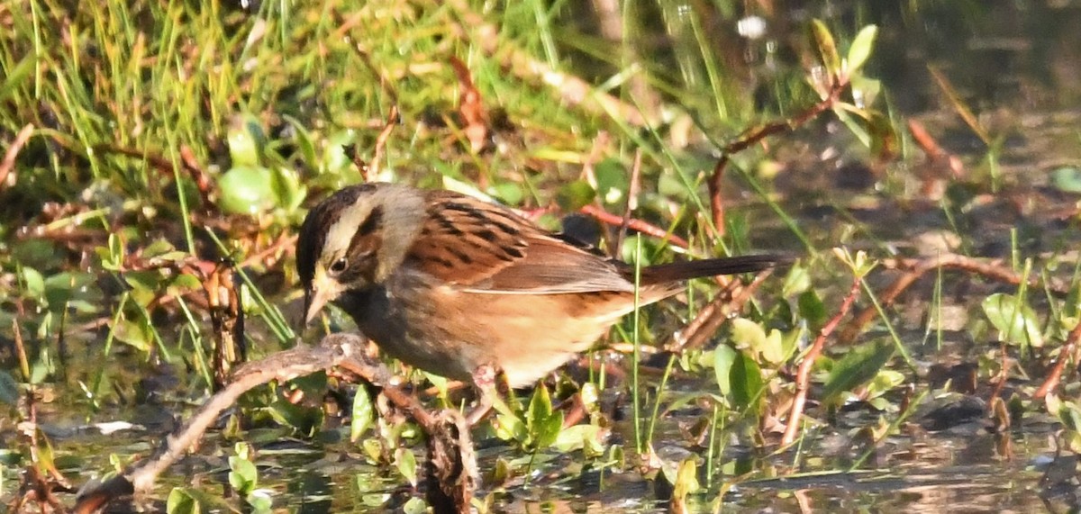 Swamp Sparrow - Kevin F