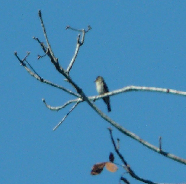 Eastern Wood-Pewee - ML493819871