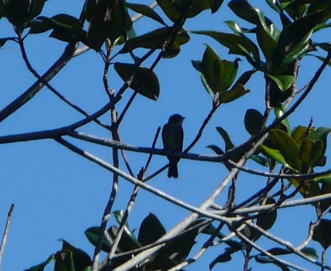 Eastern Wood-Pewee - ML493819901