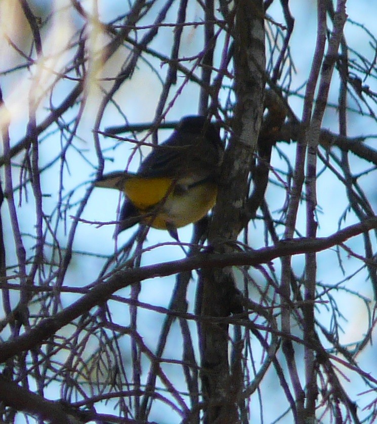 lesňáček bažinný (ssp. palmarum) - ML493819941