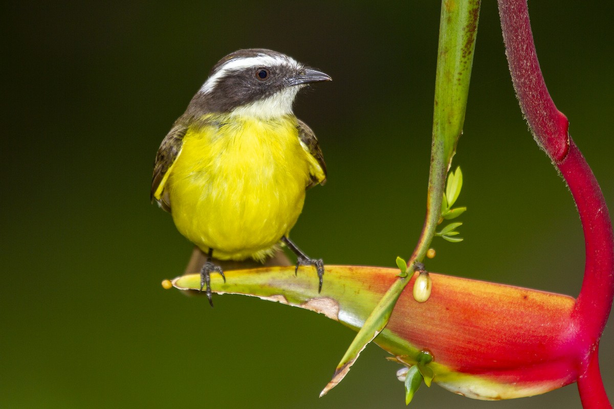 Social Flycatcher - javier  mesa