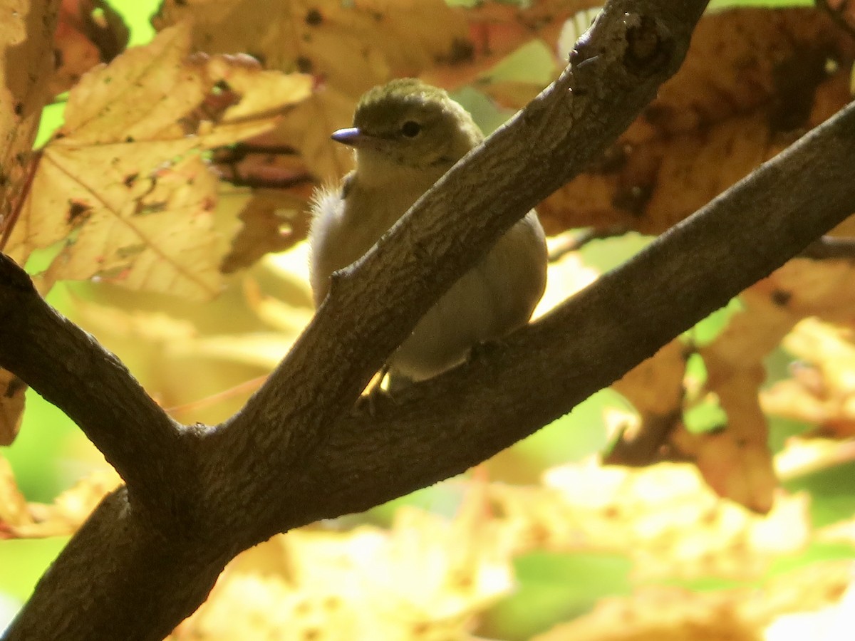 Bay-breasted Warbler - ML493820441