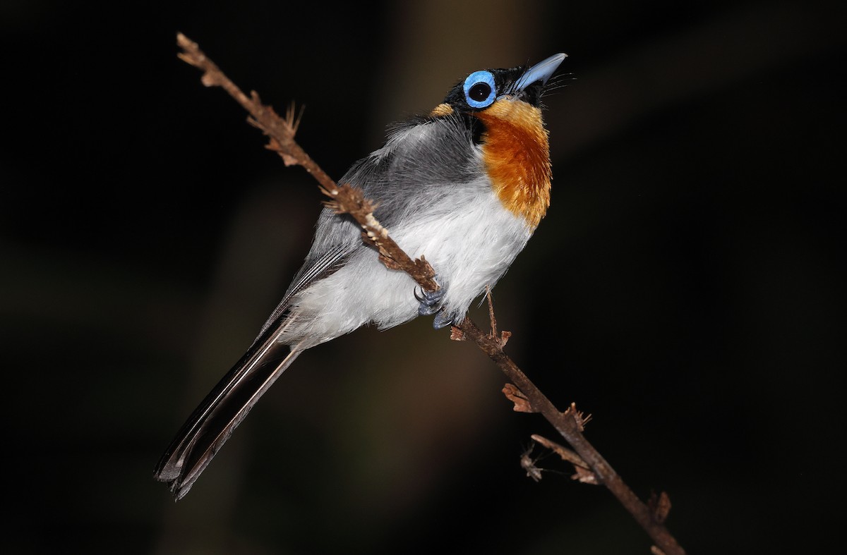 Ochre-collared Monarch - ML493820881