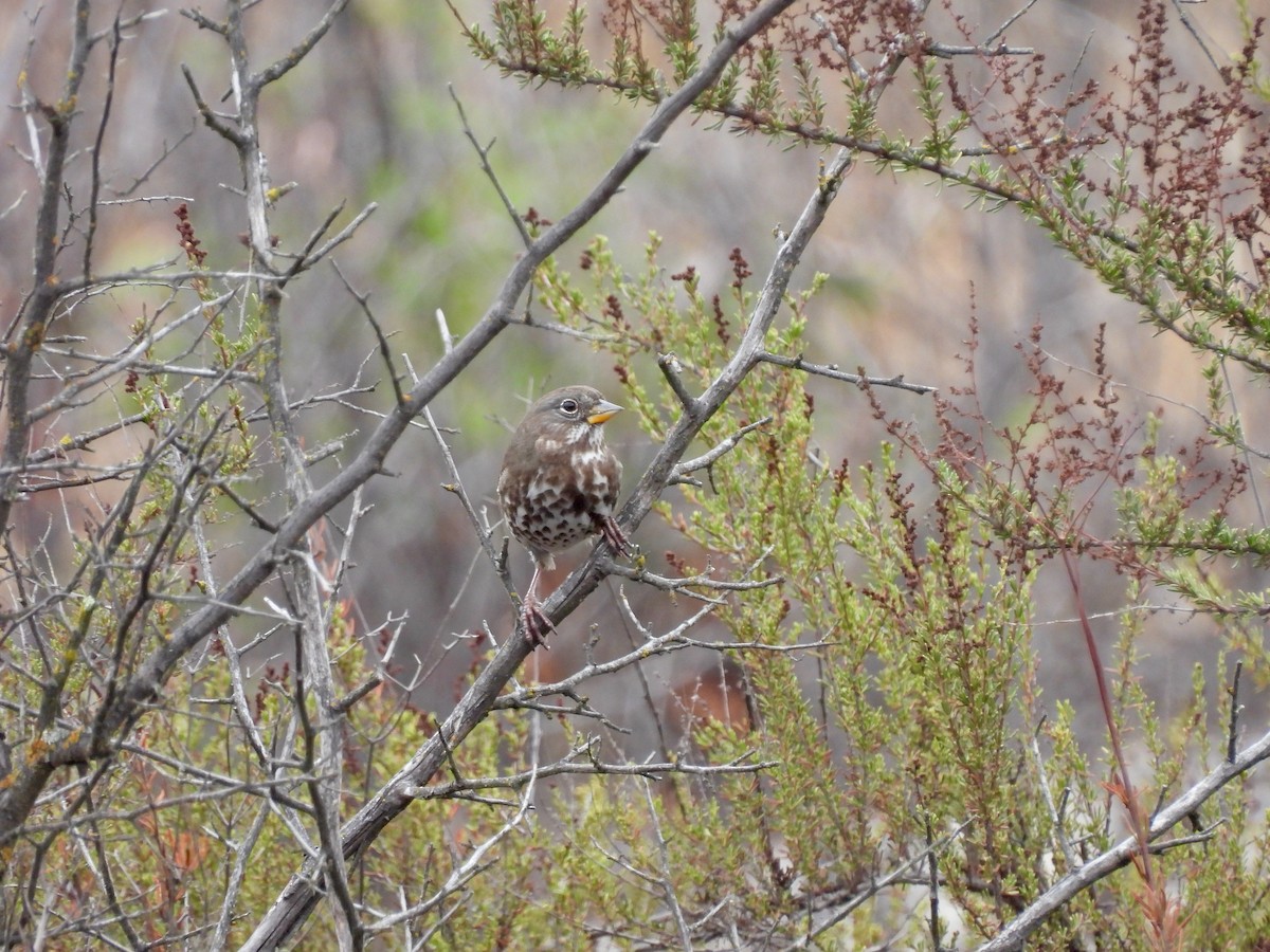 Fox Sparrow - ML493821431