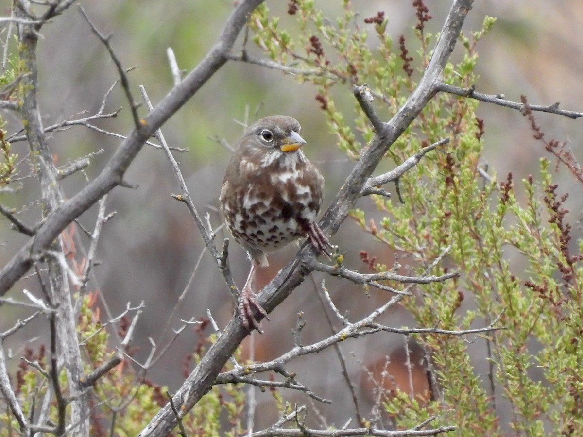 Fox Sparrow - ML493821451