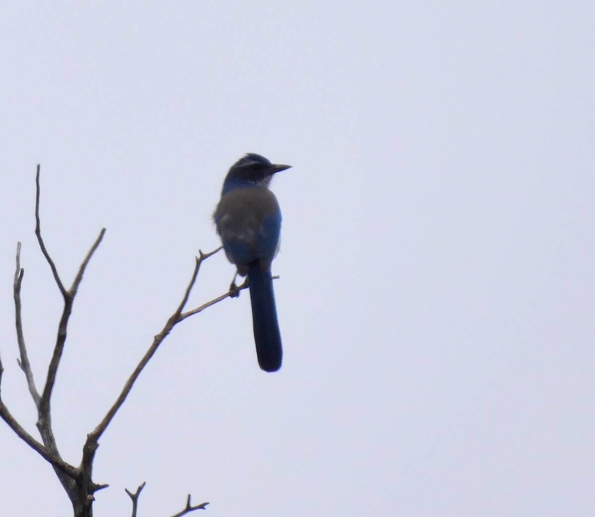California Scrub-Jay - ML493821581