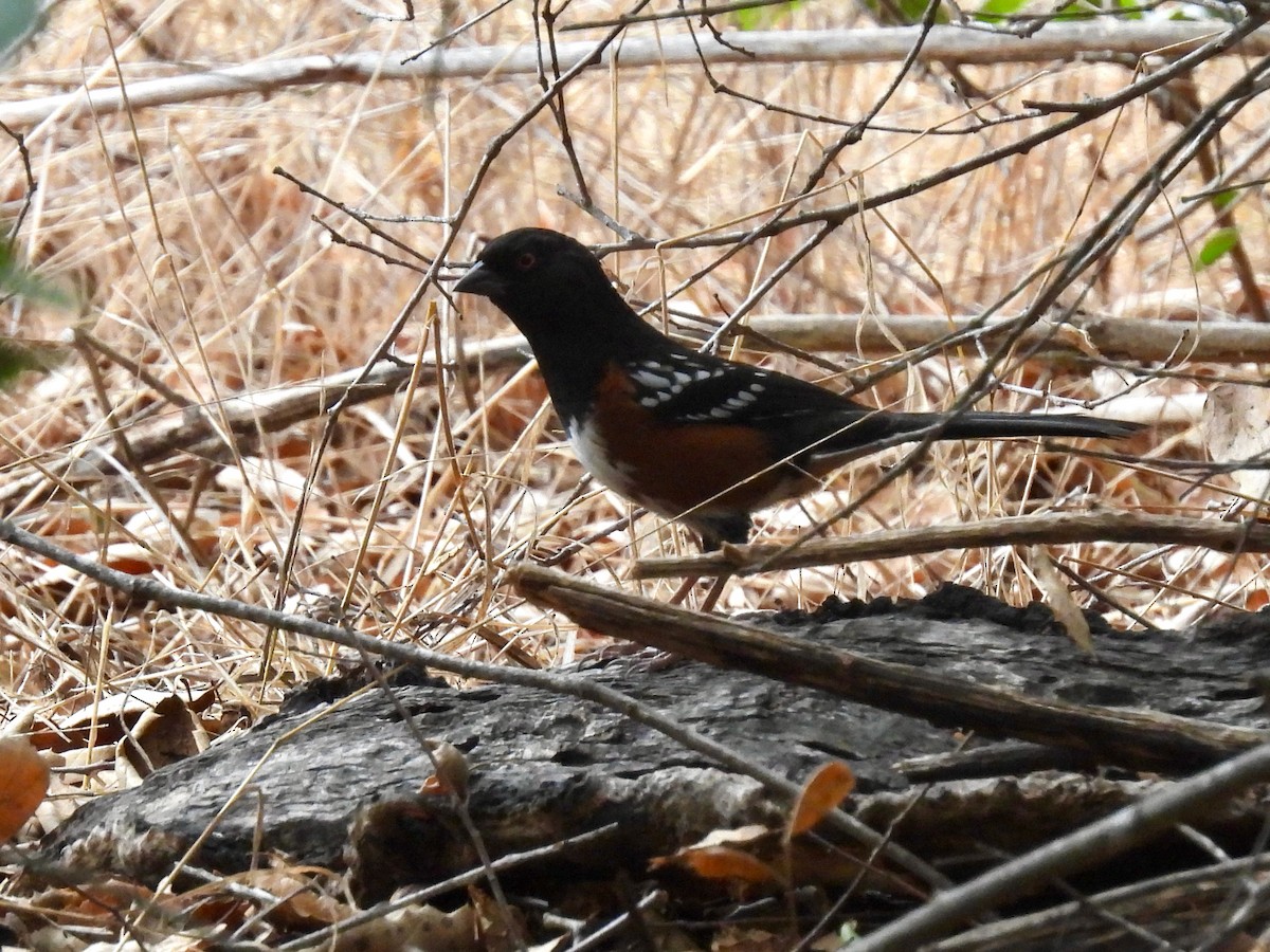 Spotted Towhee - ML493821651