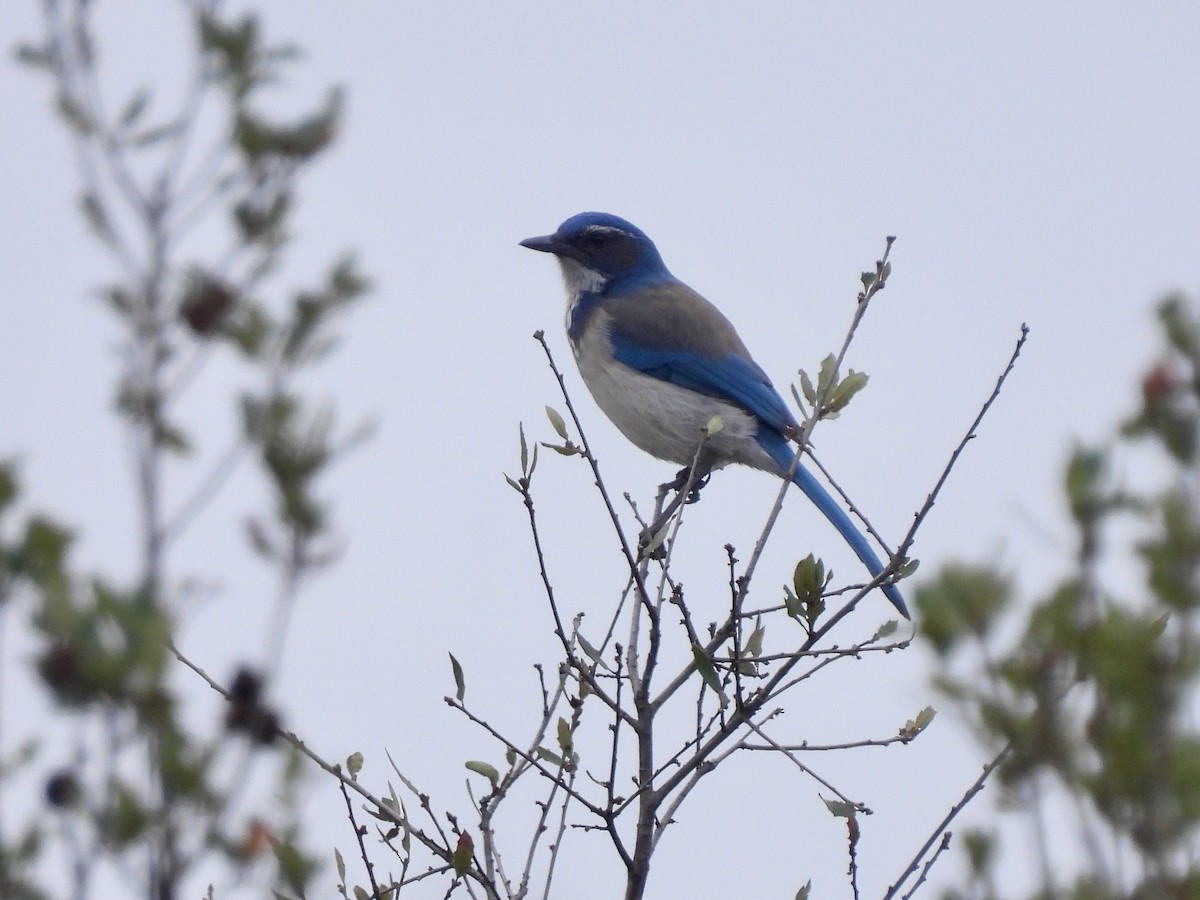 California Scrub-Jay - ML493821761