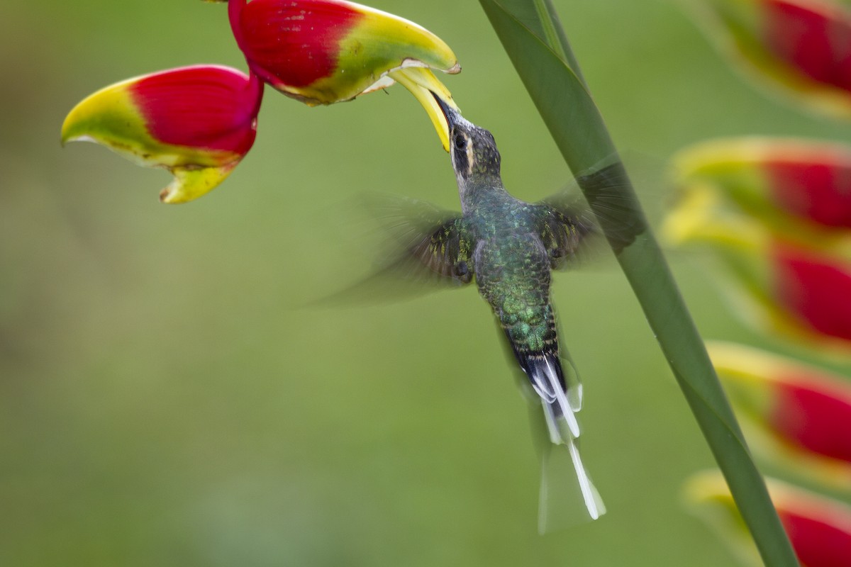 kolibřík šedobřichý - ML493821991