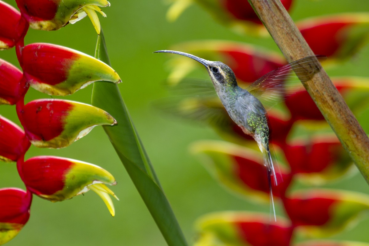 kolibřík šedobřichý - ML493822001