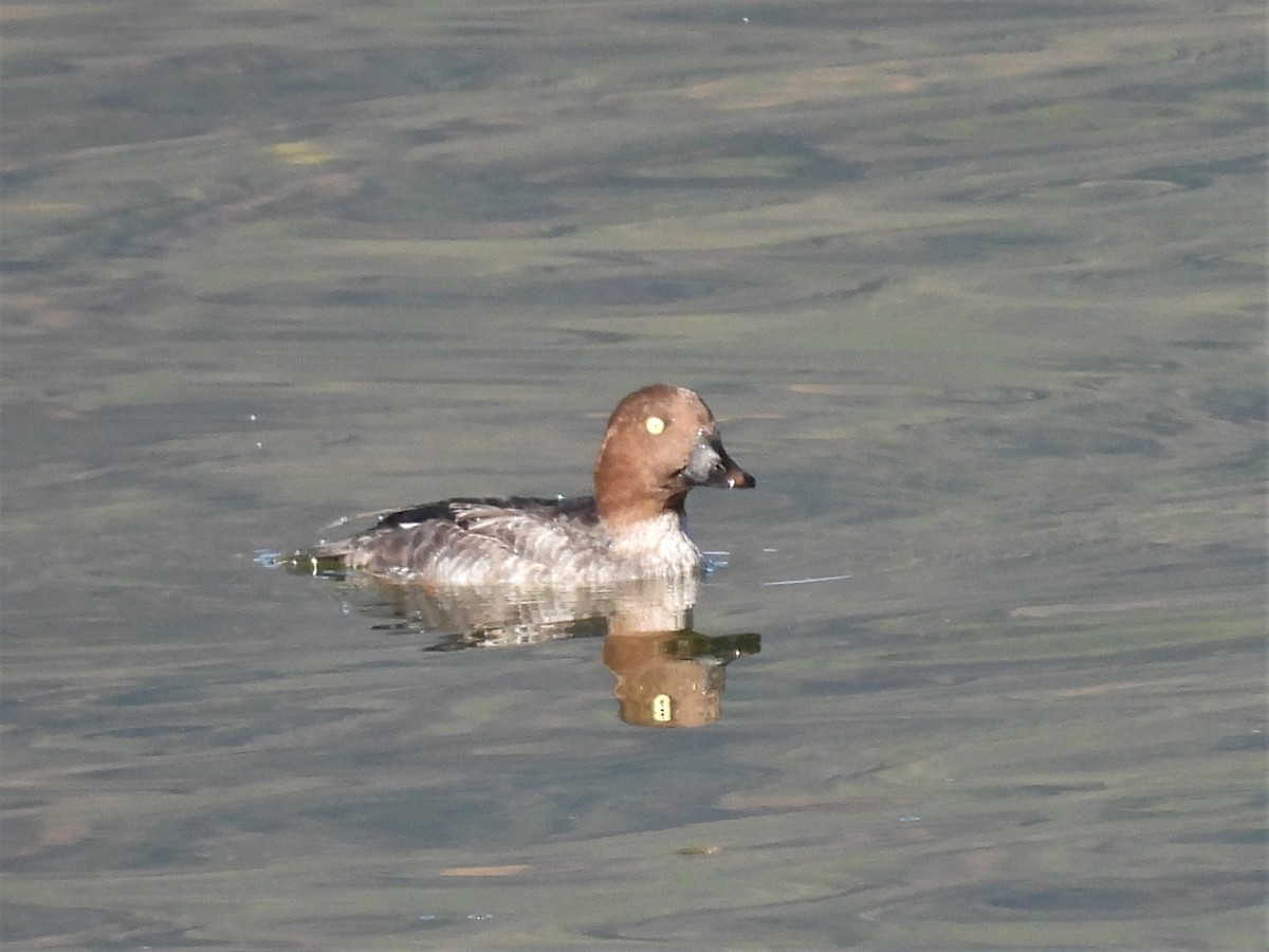 Common Goldeneye - ML493823391