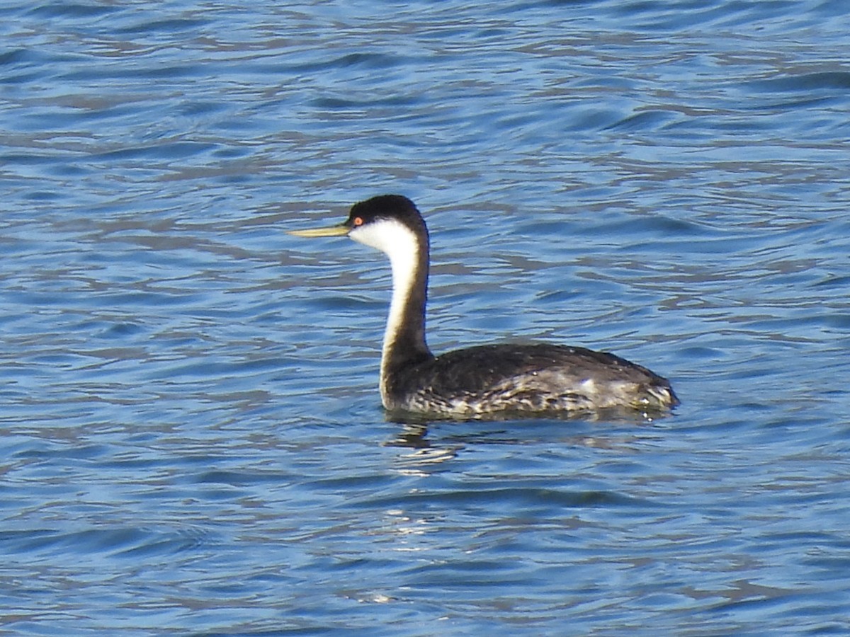 Western Grebe - Ron Youngs