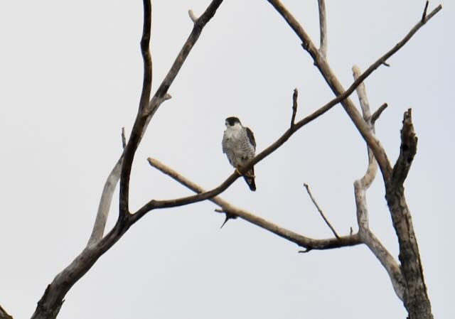 Peregrine Falcon - ML493823791