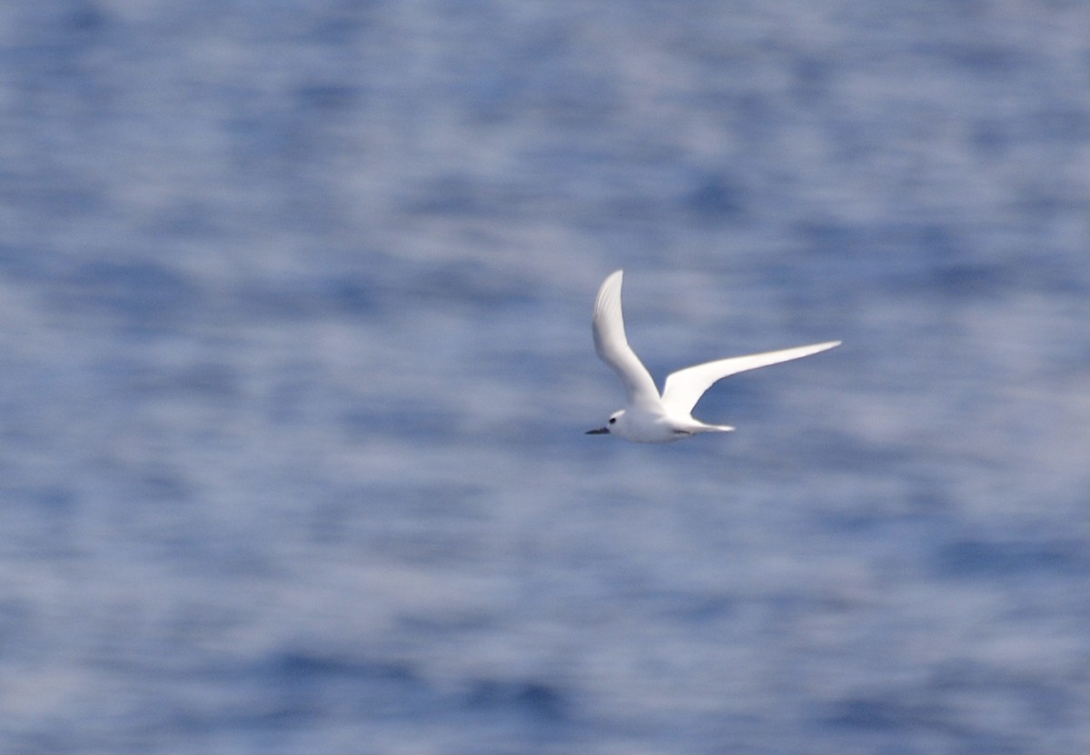 White Tern - ML493823841